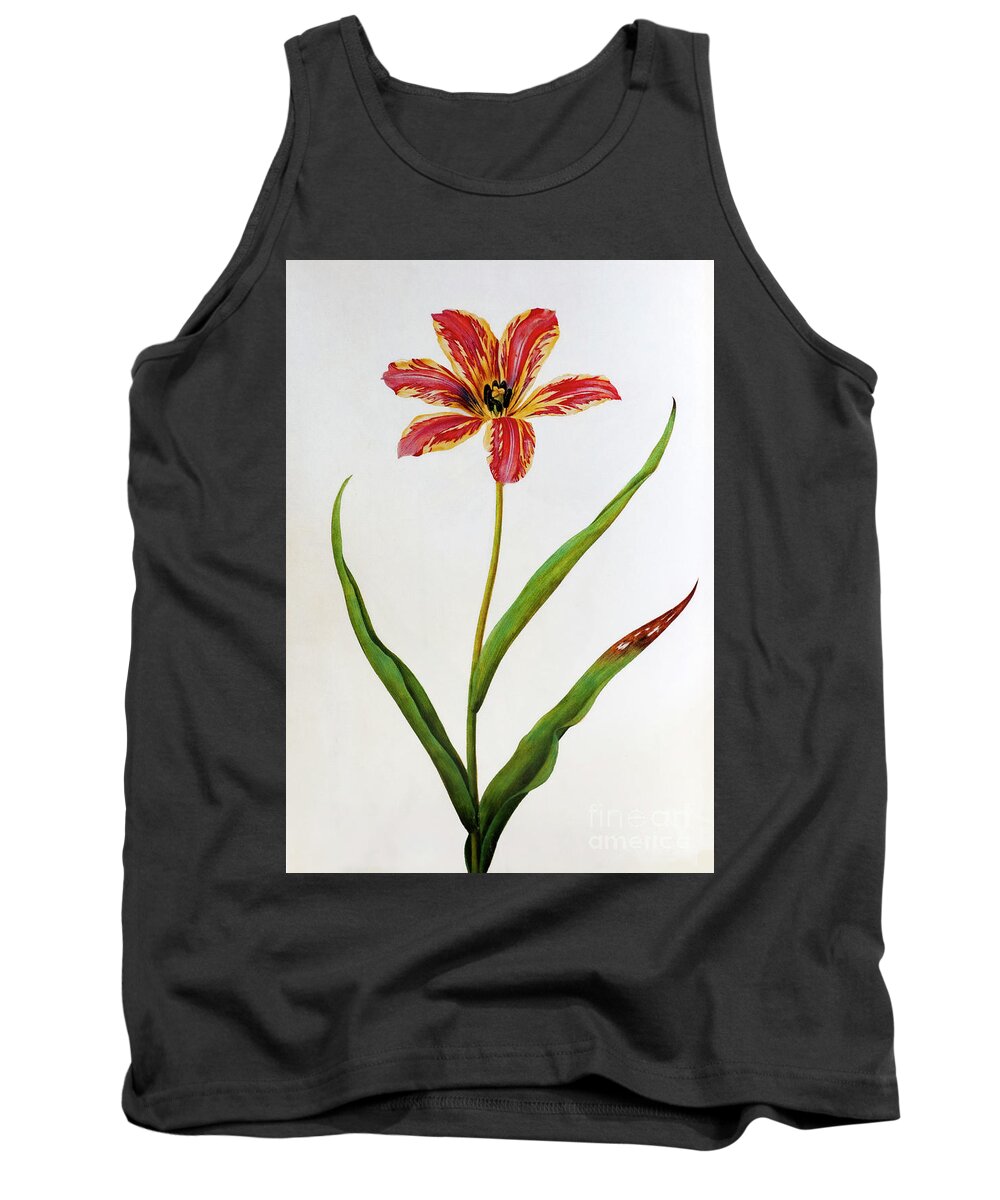 Tulipa gesneriana Gesner's Tulip watercolour o6 Tank Top by Botany