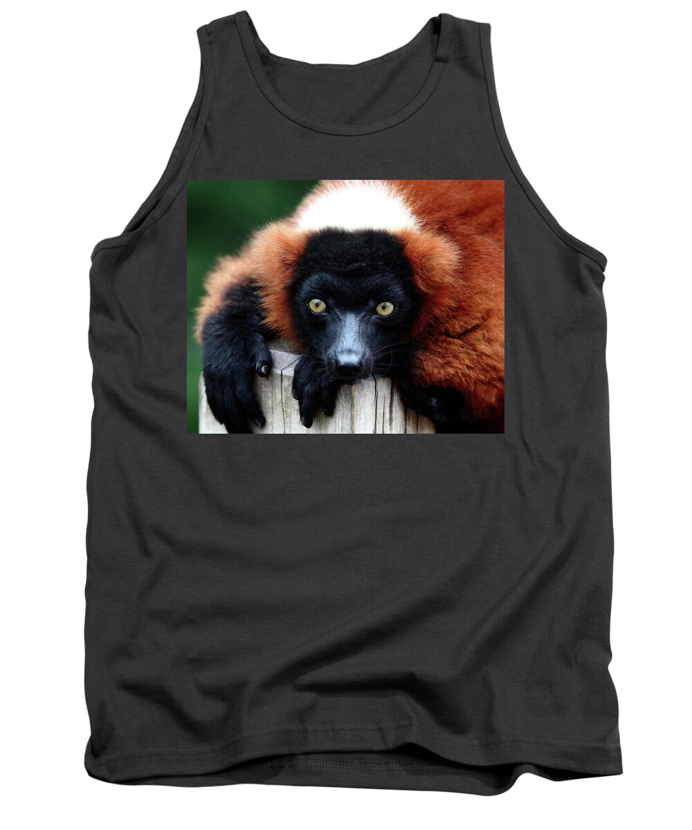 Red Ruffed Lemur Tank Top featuring the photograph Whatchya Lookin At by Lens Art Photography By Larry Trager