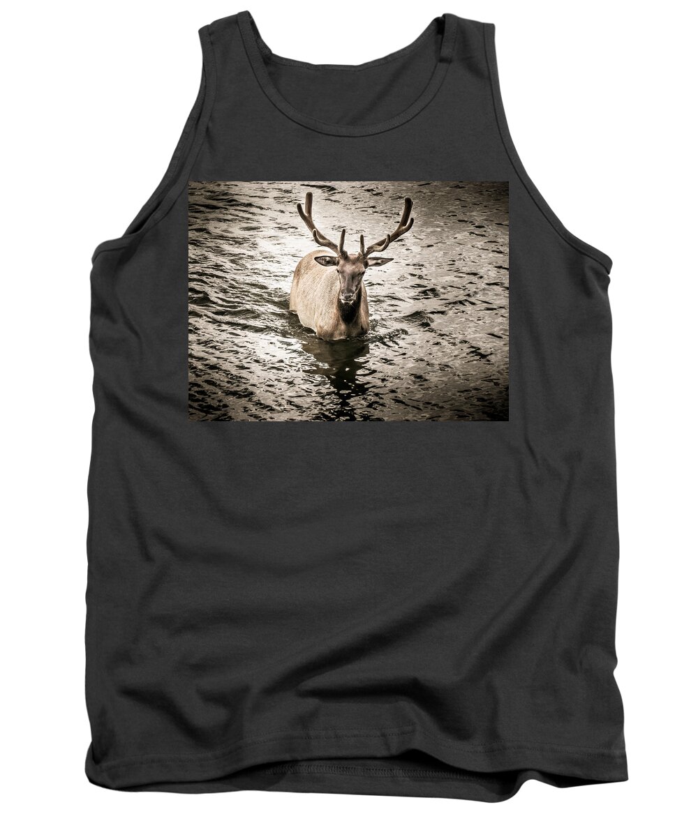 Elk Tank Top featuring the photograph Yellowstone Elk by Allin Sorenson