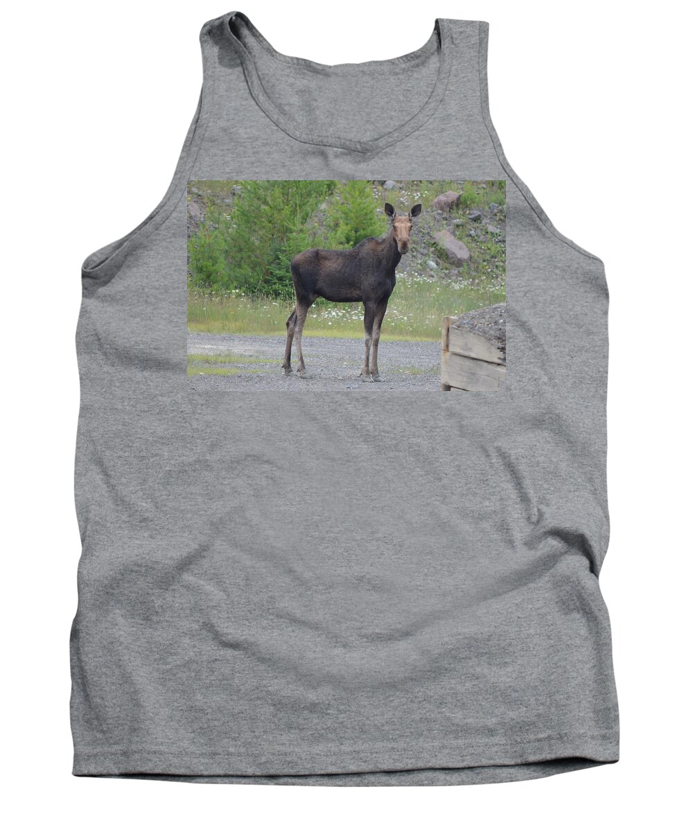 Moose Tank Top featuring the photograph Moose #1 by James Petersen