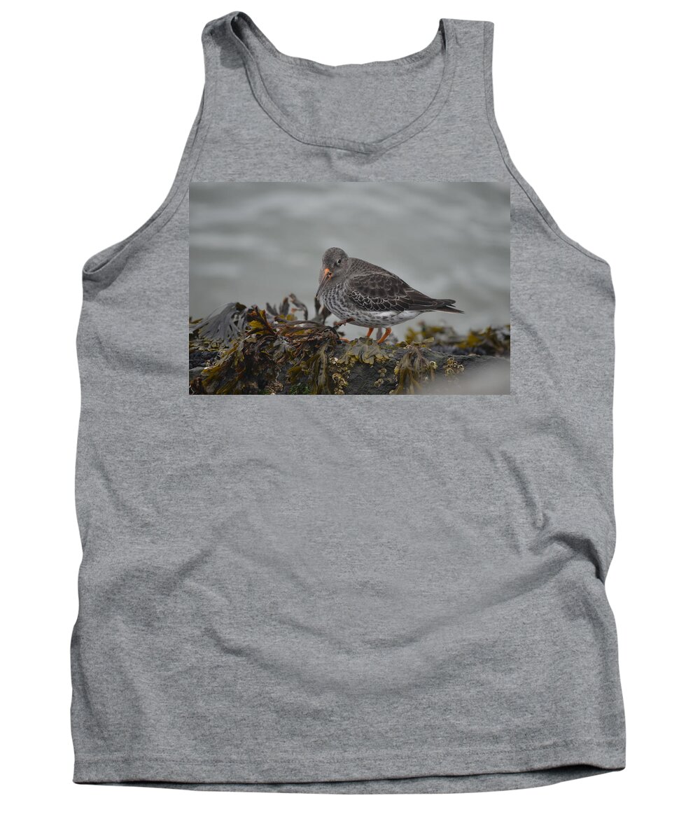 Purple Sandpiper Tank Top featuring the photograph Purple Sandpiper #1 by James Petersen