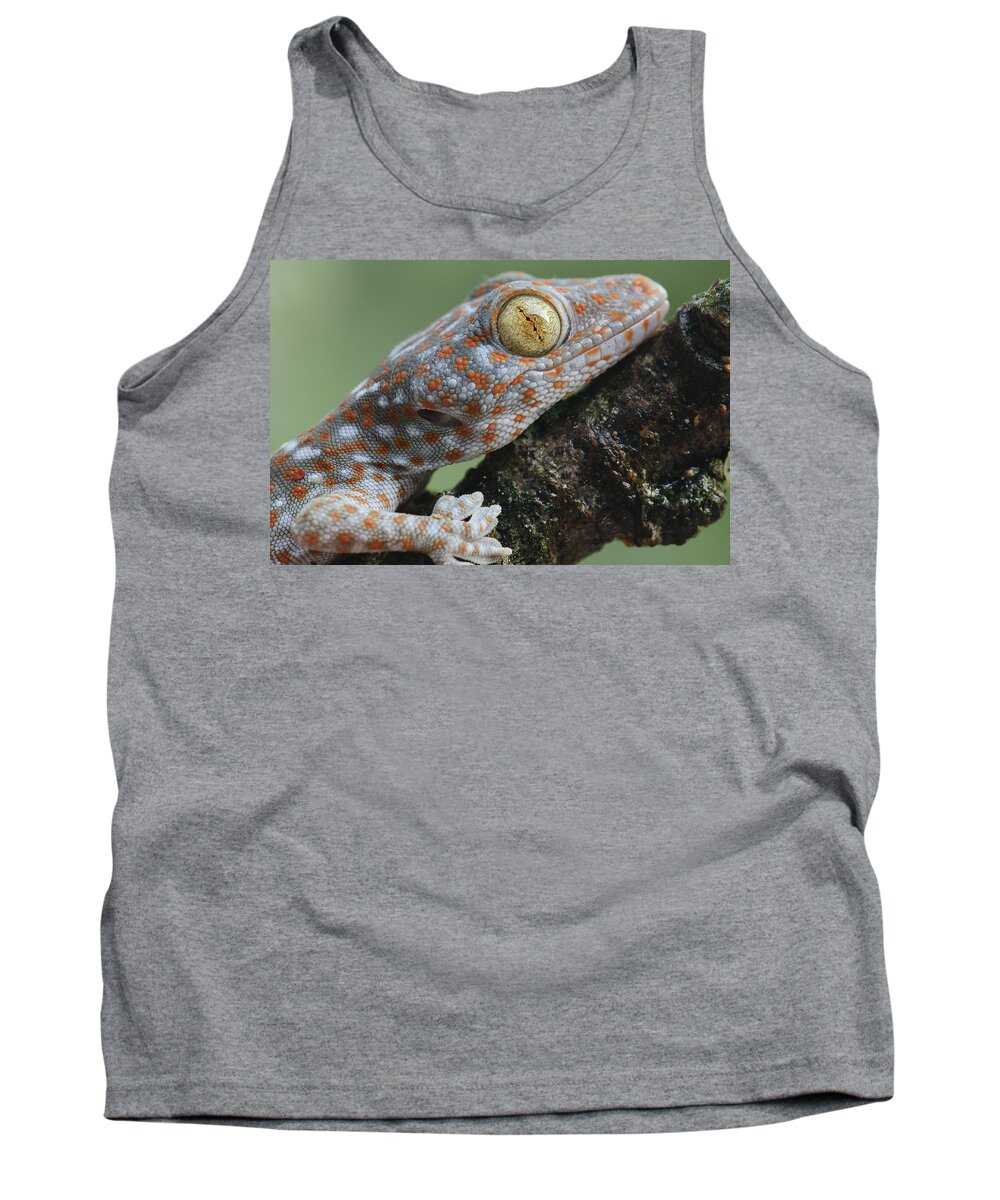 Feb0514 Tank Top featuring the photograph Tokay Gecko Juvenile Thailand #1 by Ch'ien Lee