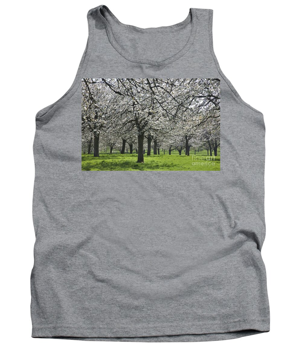 Cherry Tank Top featuring the photograph 110111p265 by Arterra Picture Library