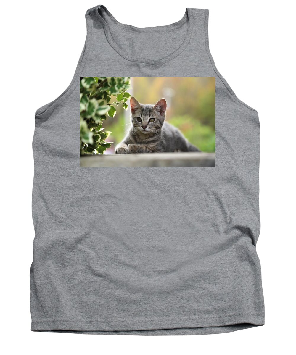 Kittens Tank Top featuring the photograph Anticipation by Dennis Baswell