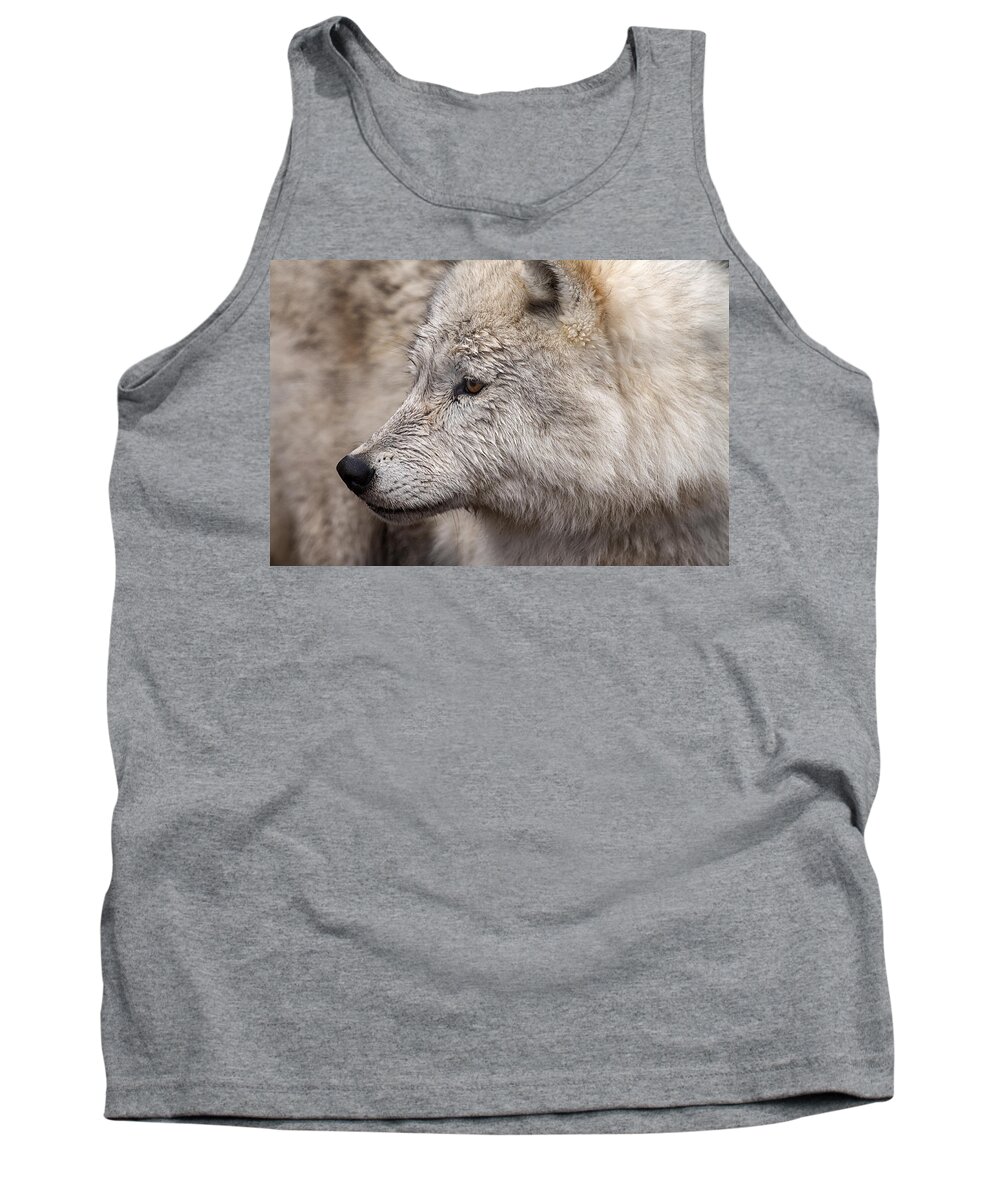 Wolf Tank Top featuring the photograph Arctic Wolf by Eunice Gibb