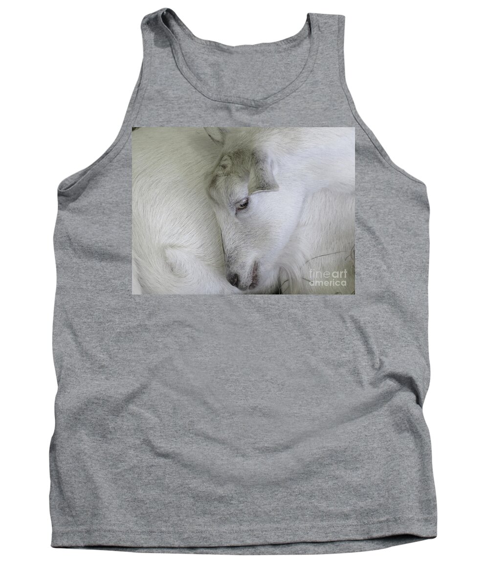 Goat Tank Top featuring the photograph Baby Goats by Ann Horn