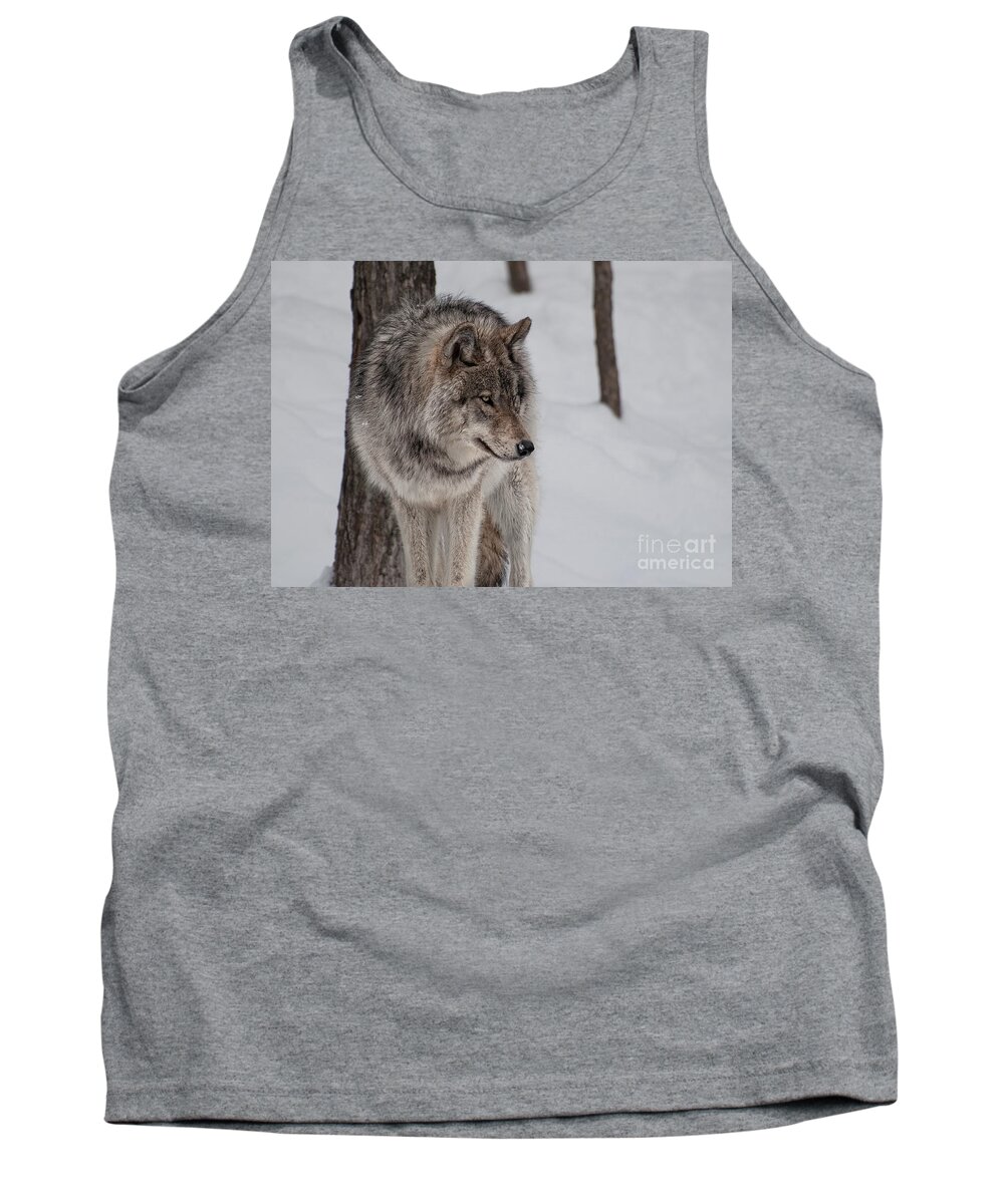 Timberwolf Tank Top featuring the photograph Big Bad Wolf by Bianca Nadeau