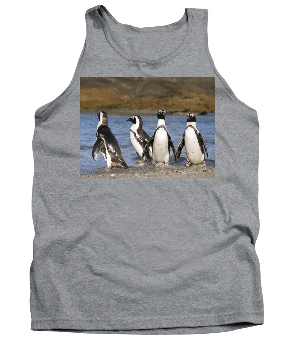 Nis Tank Top featuring the photograph Black-footed Penguins On Beach Cape by Alexander Koenders