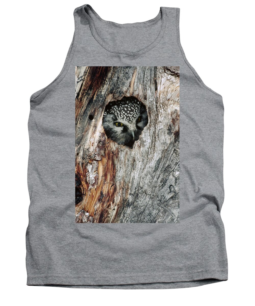 Feb0514 Tank Top featuring the photograph Boreal Owl In Tree Cavity Alaska by Michael Quinton