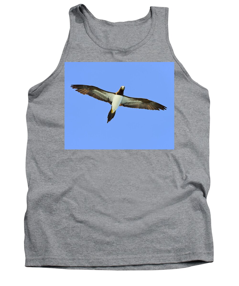 Brown Booby Tank Top featuring the photograph Brown Booby by Tony Beck