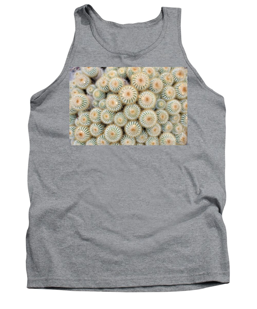 Cactus Tank Top featuring the photograph Cactus 35 by Cassie Marie Photography