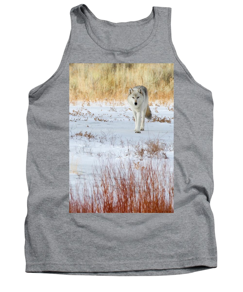 Wolf Tank Top featuring the photograph Canyon Alpha Female by Max Waugh