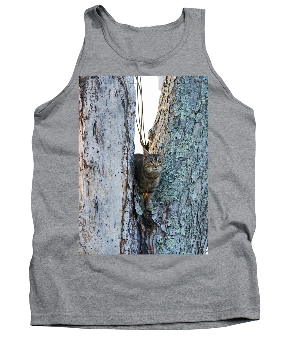 Cat Tank Top featuring the photograph Cat On The Lookout by Holden The Moment