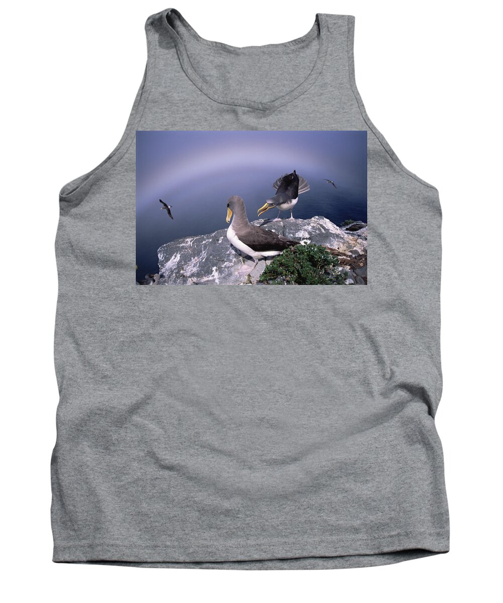 Feb0514 Tank Top featuring the photograph Chatham Albatross Pair On Cliff Chatham by Tui De Roy