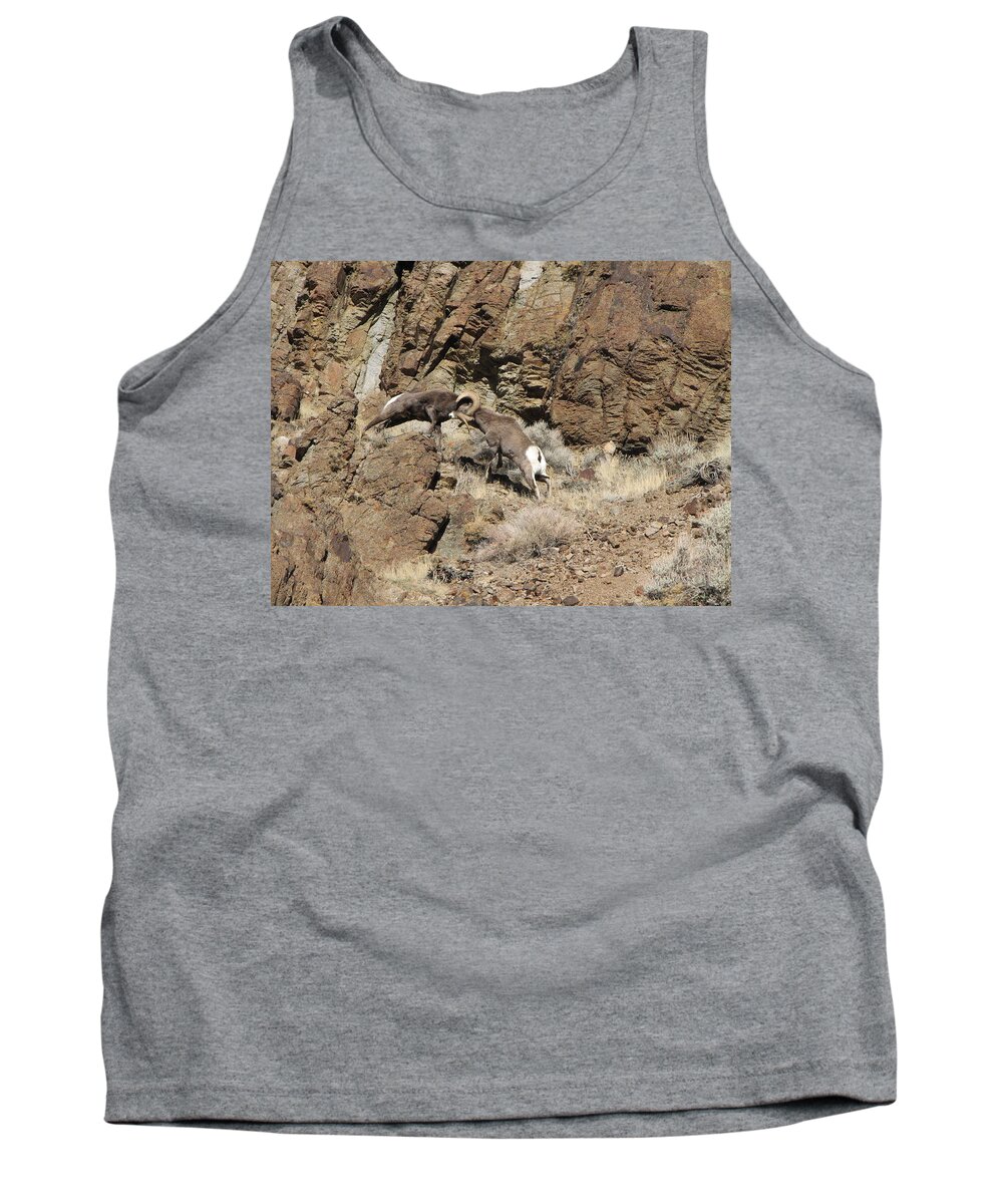 Rocky Moutain Bighorn Rams Tank Top featuring the photograph Clash of the Titans by Darcy Tate