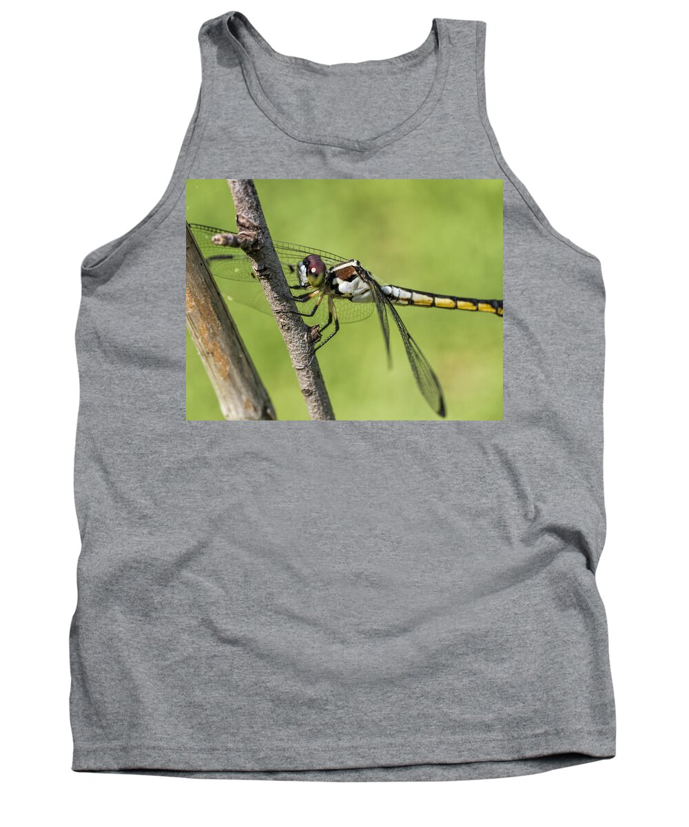  Pachydiplax Longipennis Tank Top featuring the photograph Female Blue Dasher Dragonfly by Kathy Clark