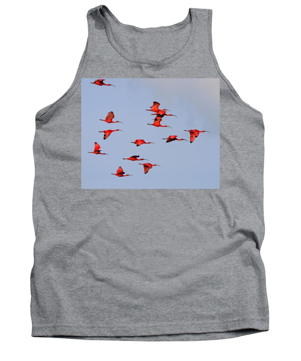 Scarlet Ibis Tank Top featuring the photograph Frankly Scarlet by Tony Beck