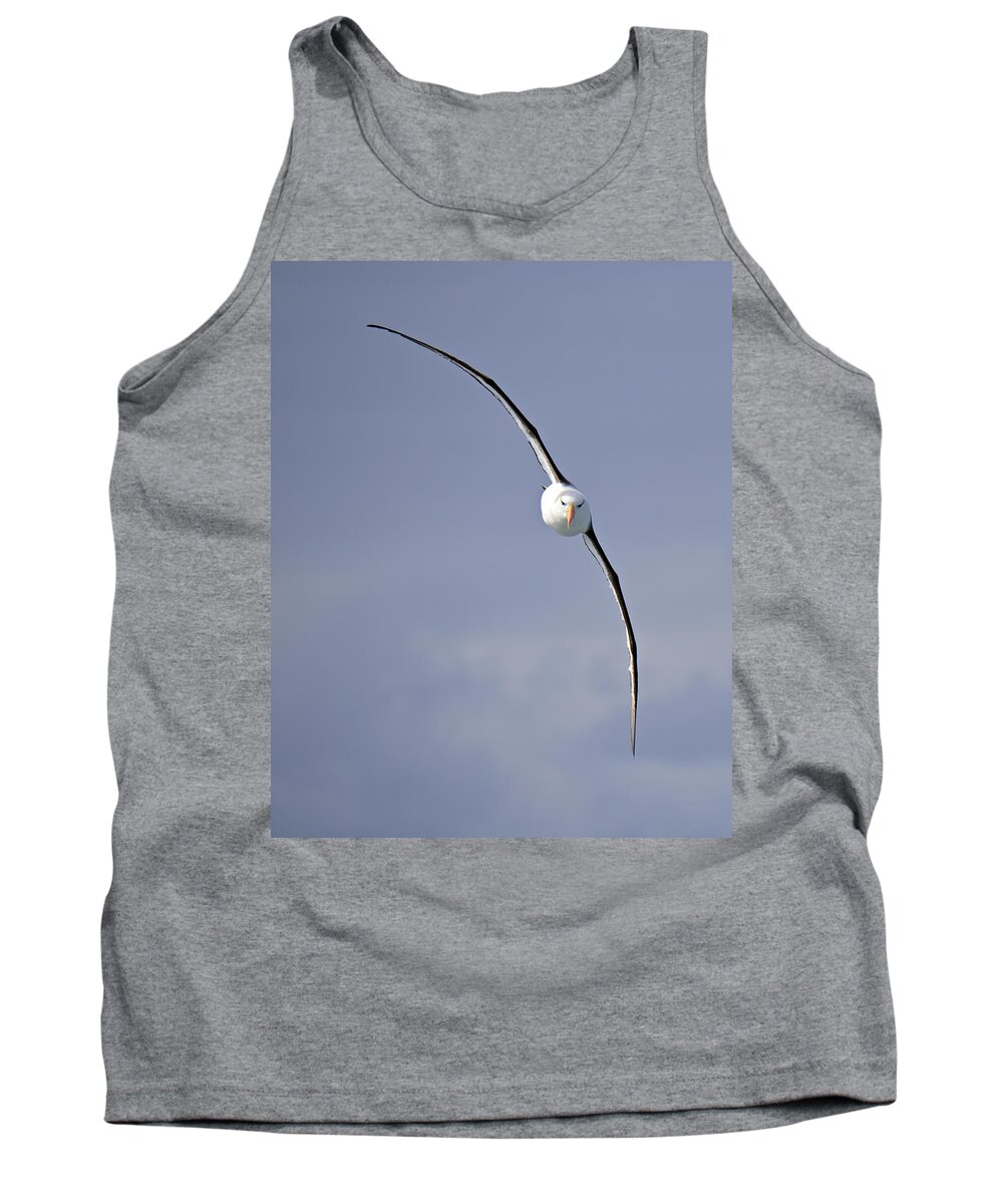 Black-browed Albatross Tank Top featuring the photograph Free To Follow by Tony Beck
