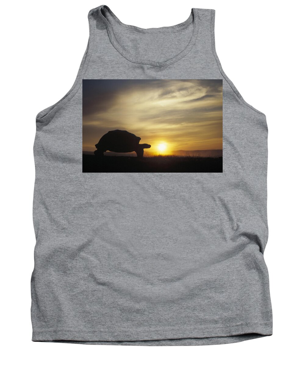 Feb0514 Tank Top featuring the photograph Galapagos Giant Tortoise At Sunrise by Tui De Roy