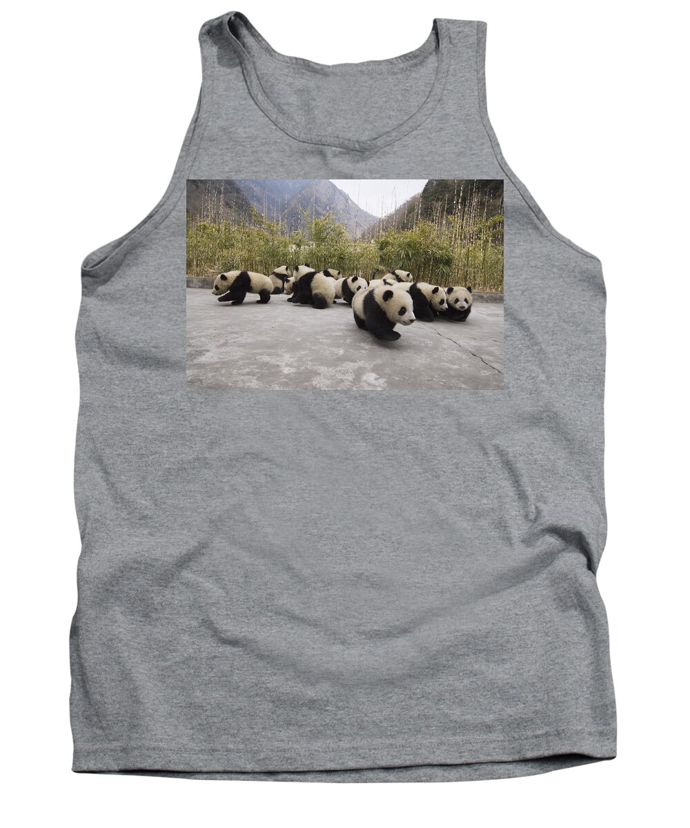 Feb0514 Tank Top featuring the photograph Giant Panda Cubs Wolong China by Katherine Feng