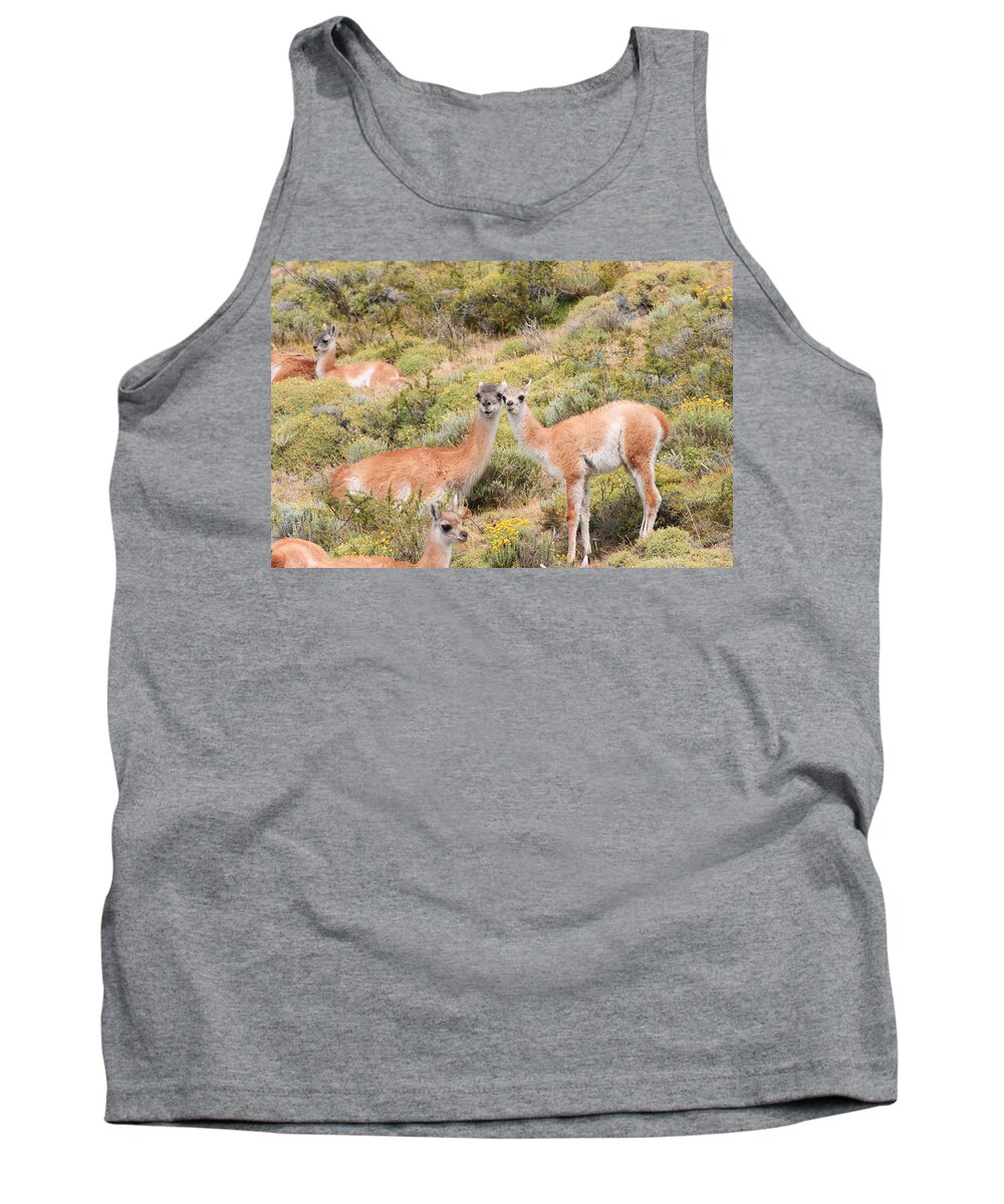 Photograph Tank Top featuring the photograph Guanaco by Richard Gehlbach