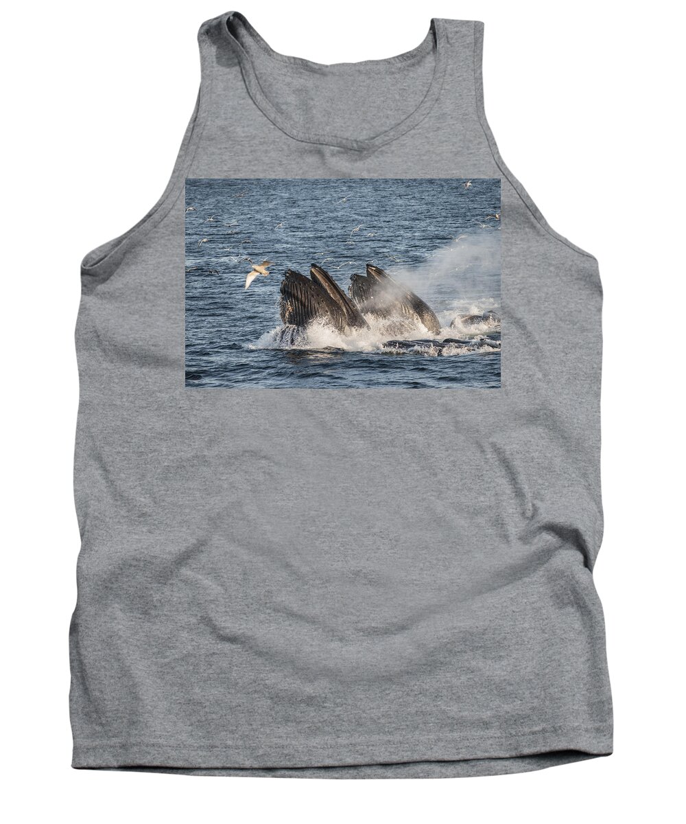 Feb0514 Tank Top featuring the photograph Humpback Whales Feeding With Gulls by Flip Nicklin