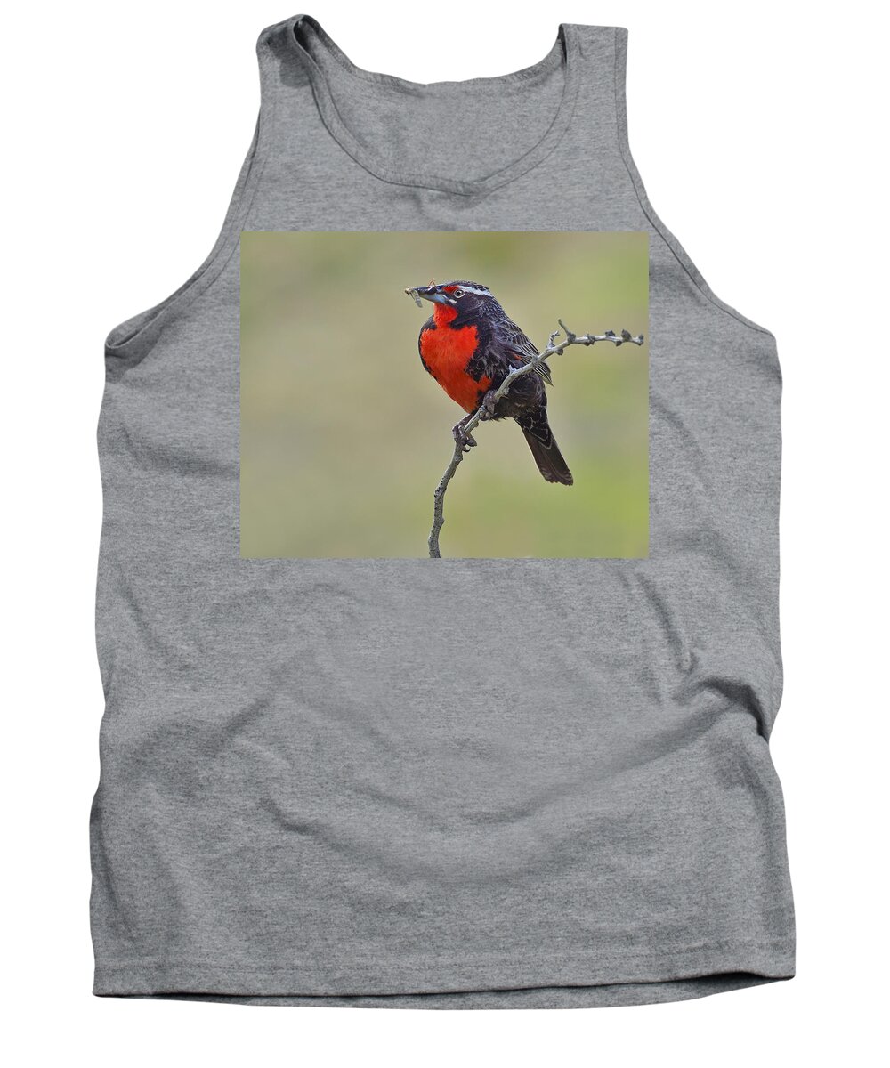 Long-tailed Meadowlark Tank Top featuring the photograph Long-tailed Meadowlark by Tony Beck