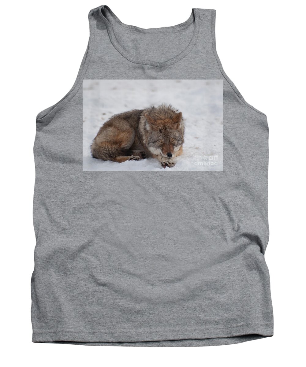 Coyote Tank Top featuring the photograph Nap Time by Bianca Nadeau