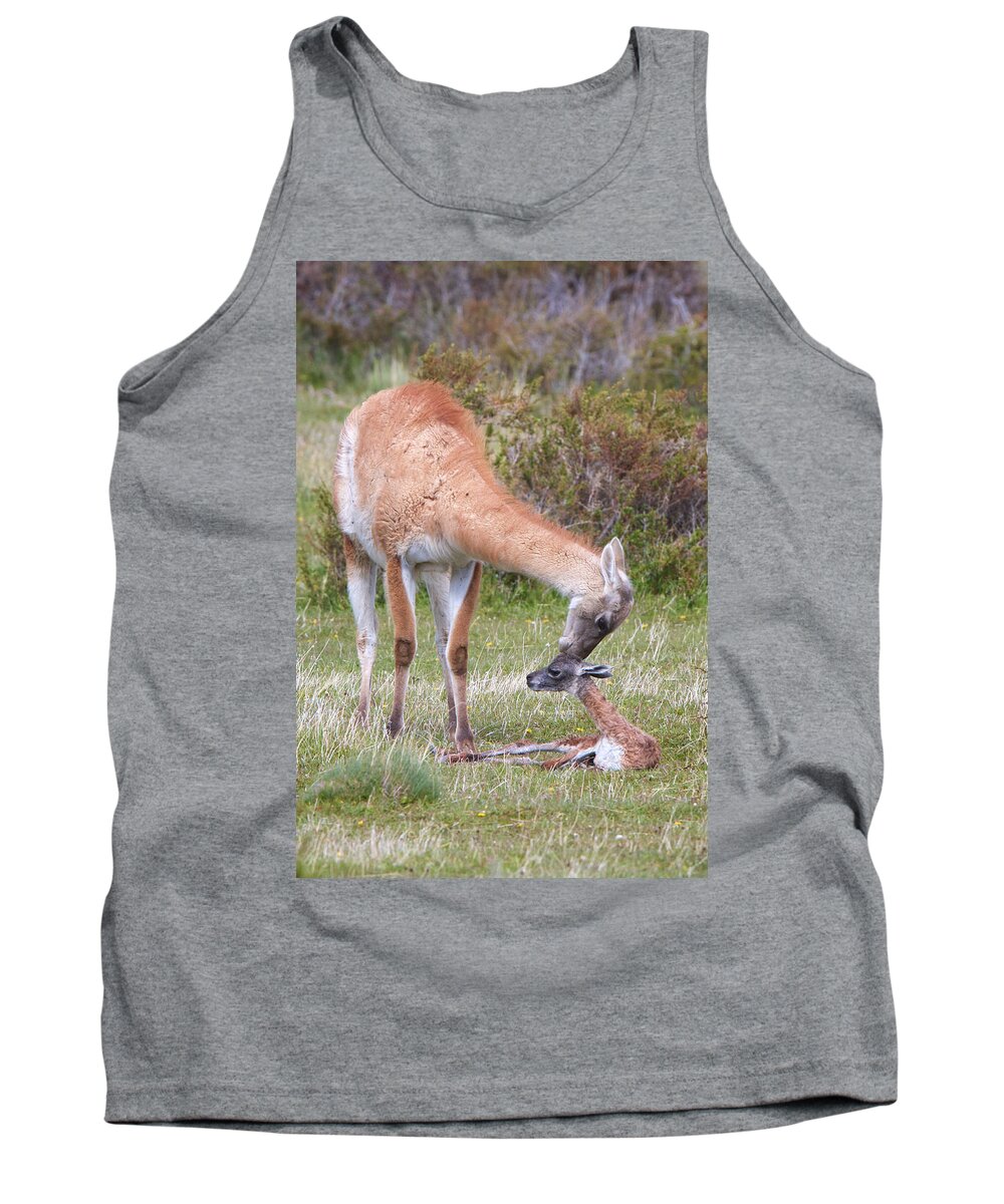 Chile Tank Top featuring the photograph New Arrival by David Beebe