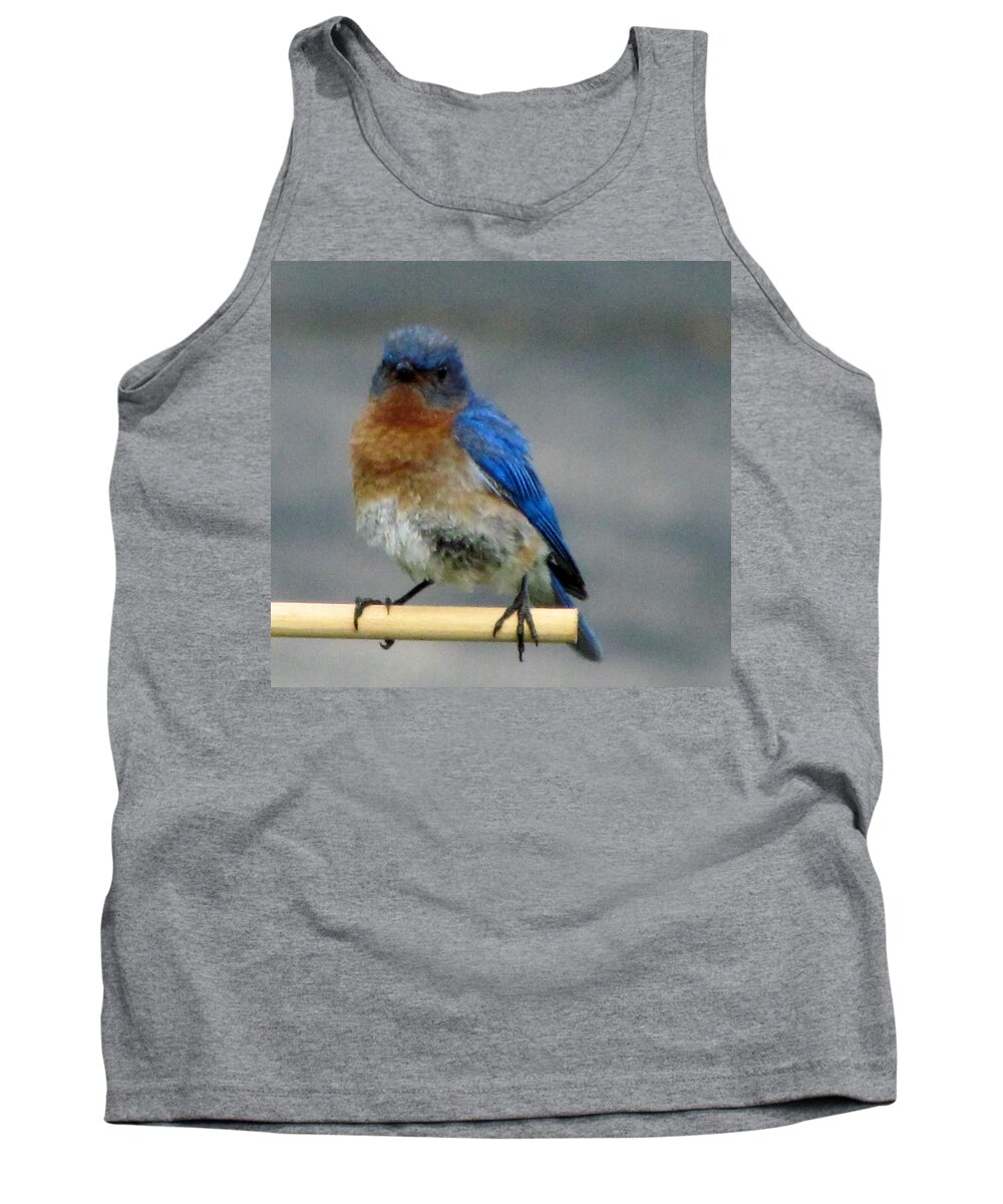 Young Bluebird Tank Top featuring the photograph Our Own Mad Bluebird by Betty Pieper