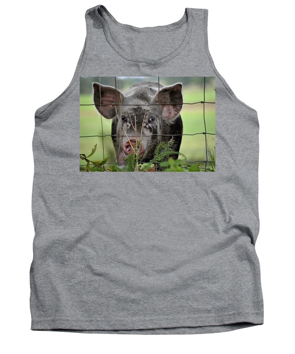 Little Pig Tank Top featuring the photograph PIG by Marysue Ryan