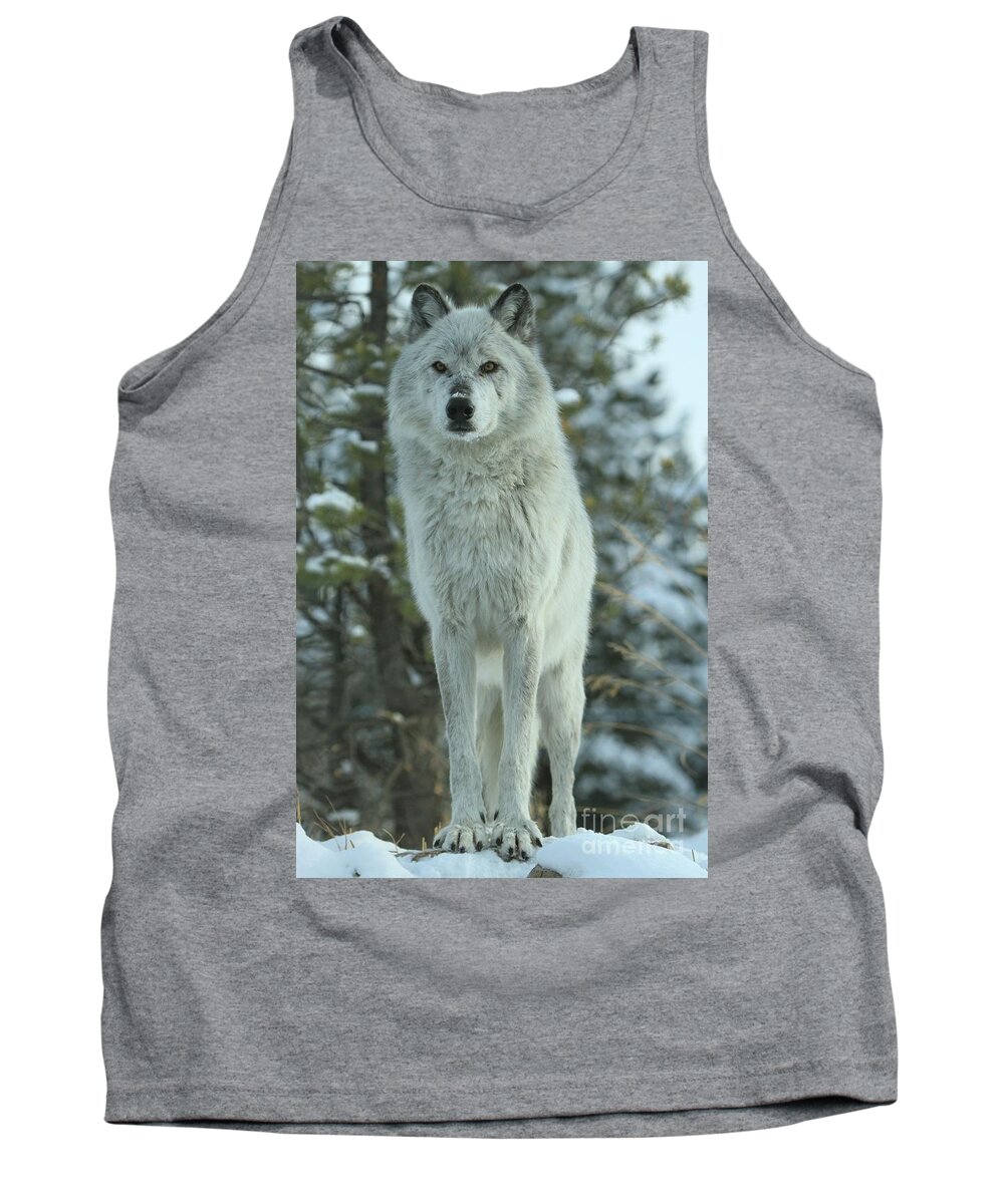 Gray Wolf Tank Top featuring the photograph Queen Of The West by Adam Jewell