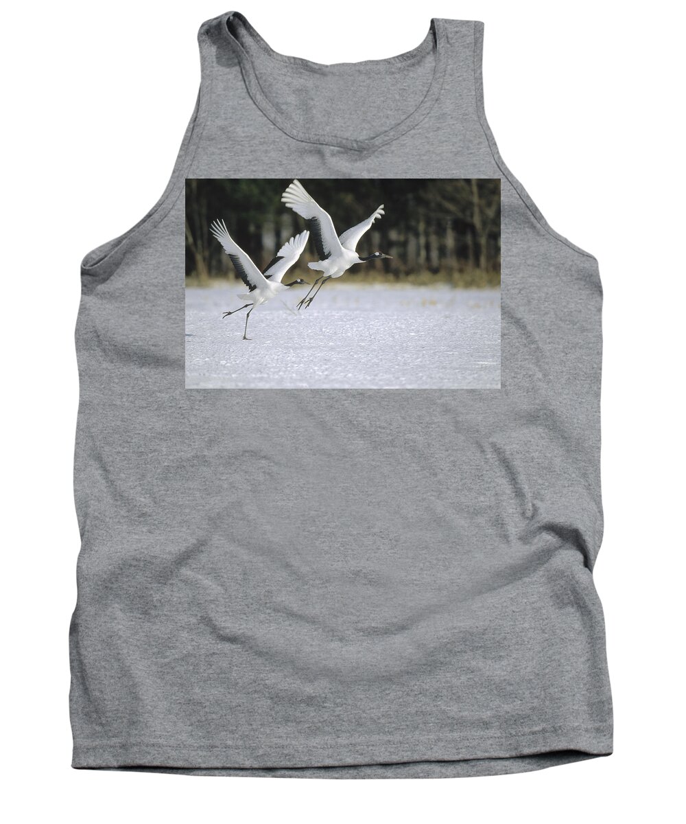 Feb0514 Tank Top featuring the photograph Red-crowned Crane Pair Courting Hokkaido by Konrad Wothe