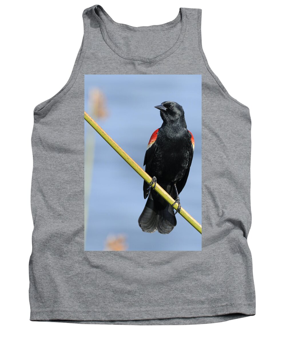 Red-winged Blackbird Tank Top featuring the photograph Red Wing Blackbird on Reed by Bradford Martin