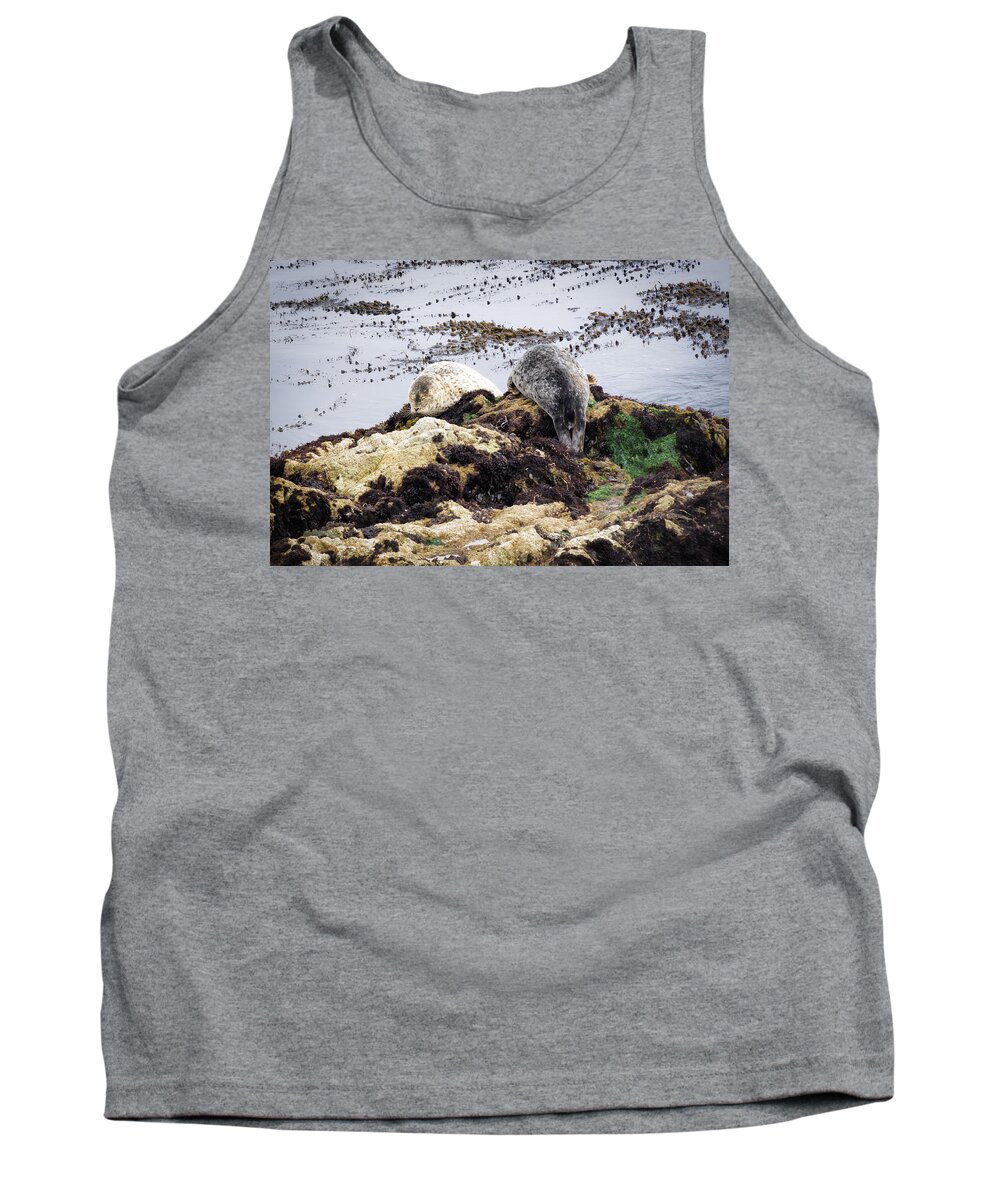 Seal Tank Top featuring the photograph Seal Snooze by Priya Ghose