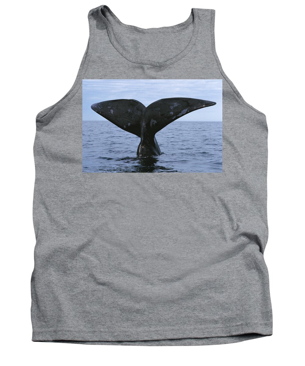Feb0514 Tank Top featuring the photograph Southern Right Whale Diving Valdes by Hiroya Minakuchi