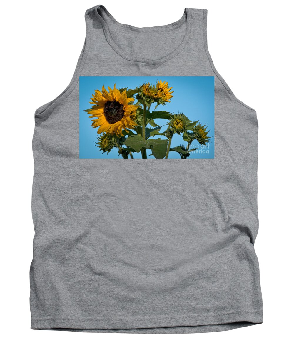 Sunflower Tank Top featuring the photograph Sunflower Morning by Cheryl Baxter