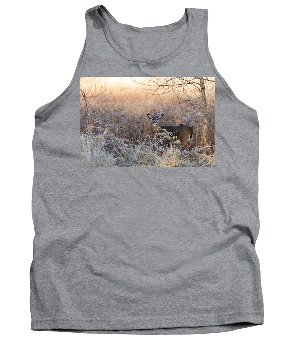 White-tailed Tank Top featuring the photograph Sunshine Deer by Mircea Costina Photography
