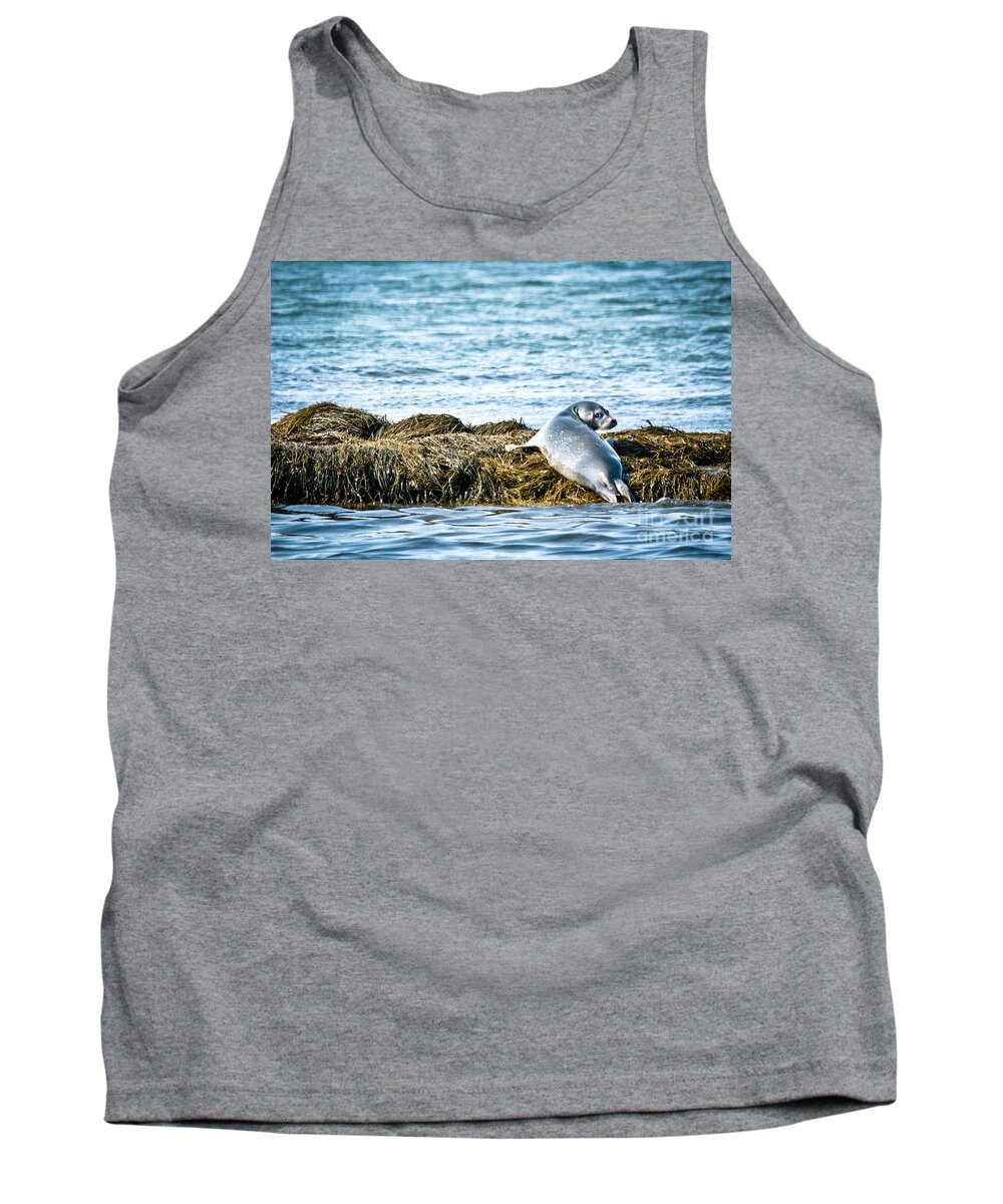  Tank Top featuring the photograph Sweet Seal by Cheryl Baxter