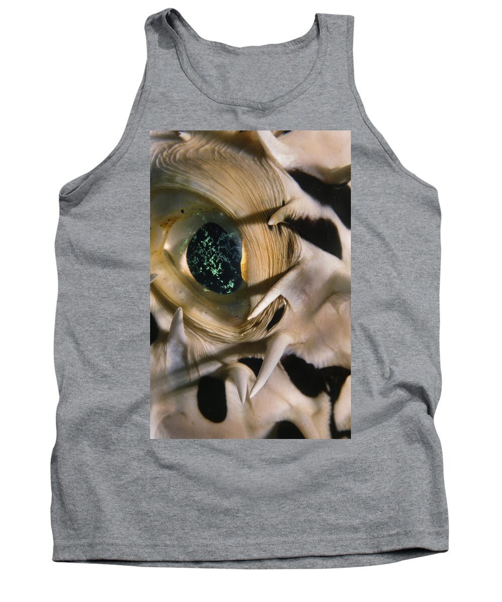 Art Tank Top featuring the photograph The Eye Of A Pufferfish by Sandra Edwards
