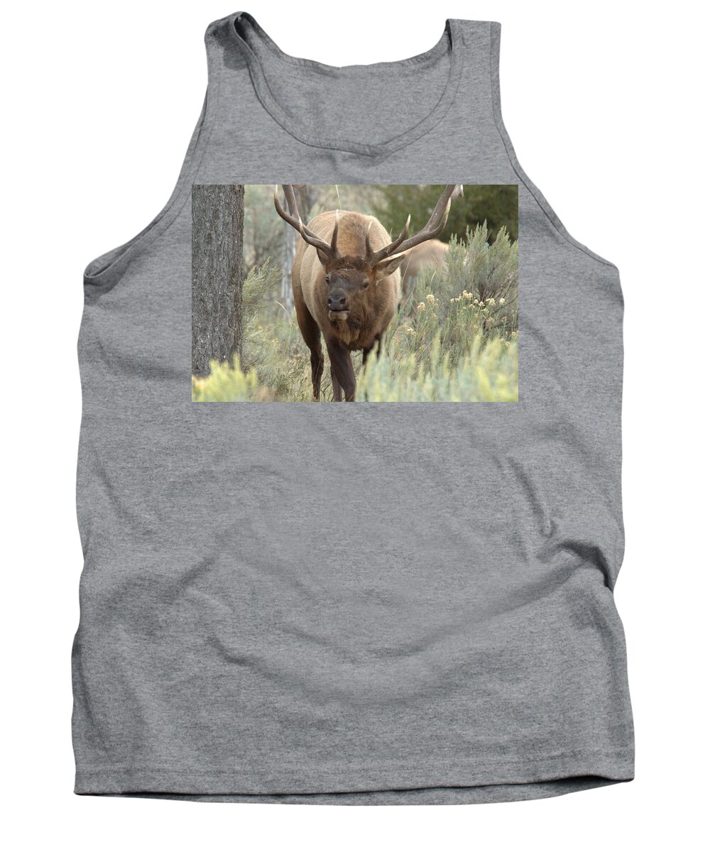 Elk Tank Top featuring the photograph You Looking At Me by Frank Madia