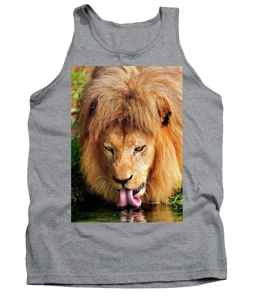 African Tank Top featuring the photograph Lion drinking #1 by Bill Dodsworth