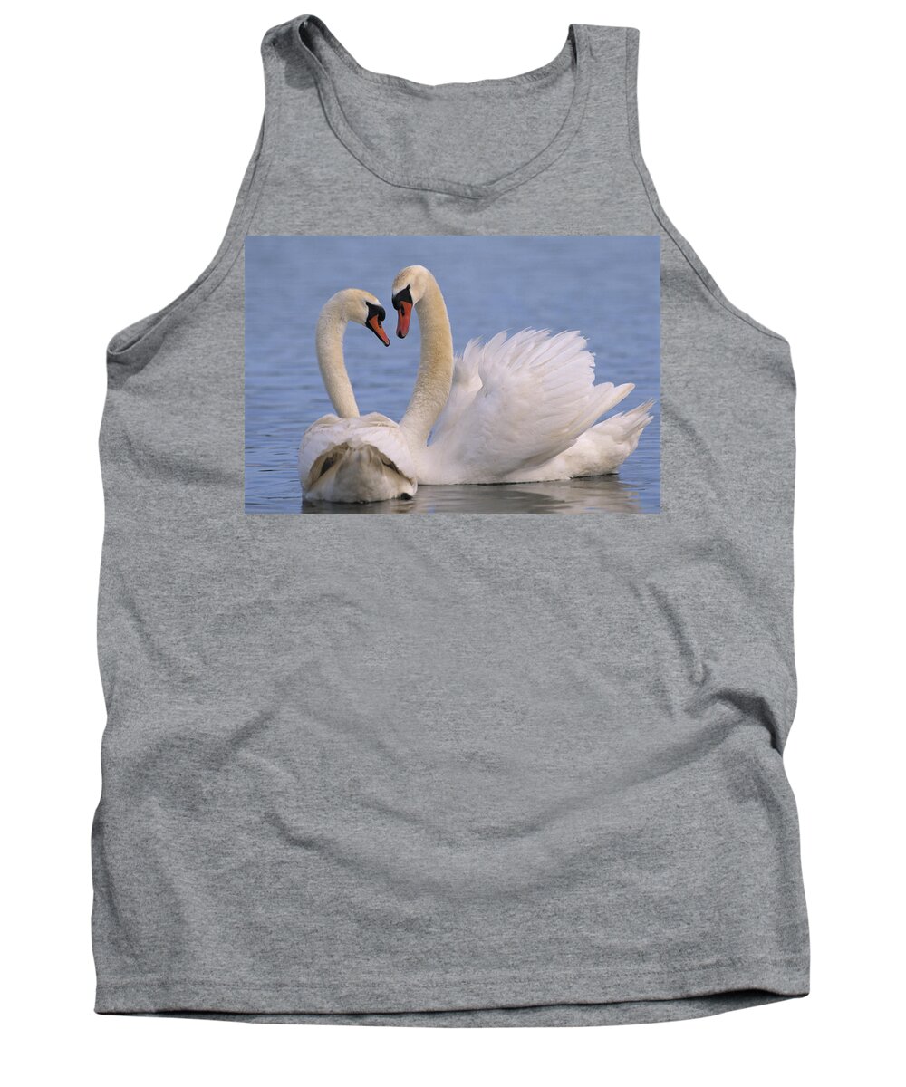 Fn Tank Top featuring the photograph Mute Swan Cygnus Olor Pair Courting #1 by Flip De Nooyer