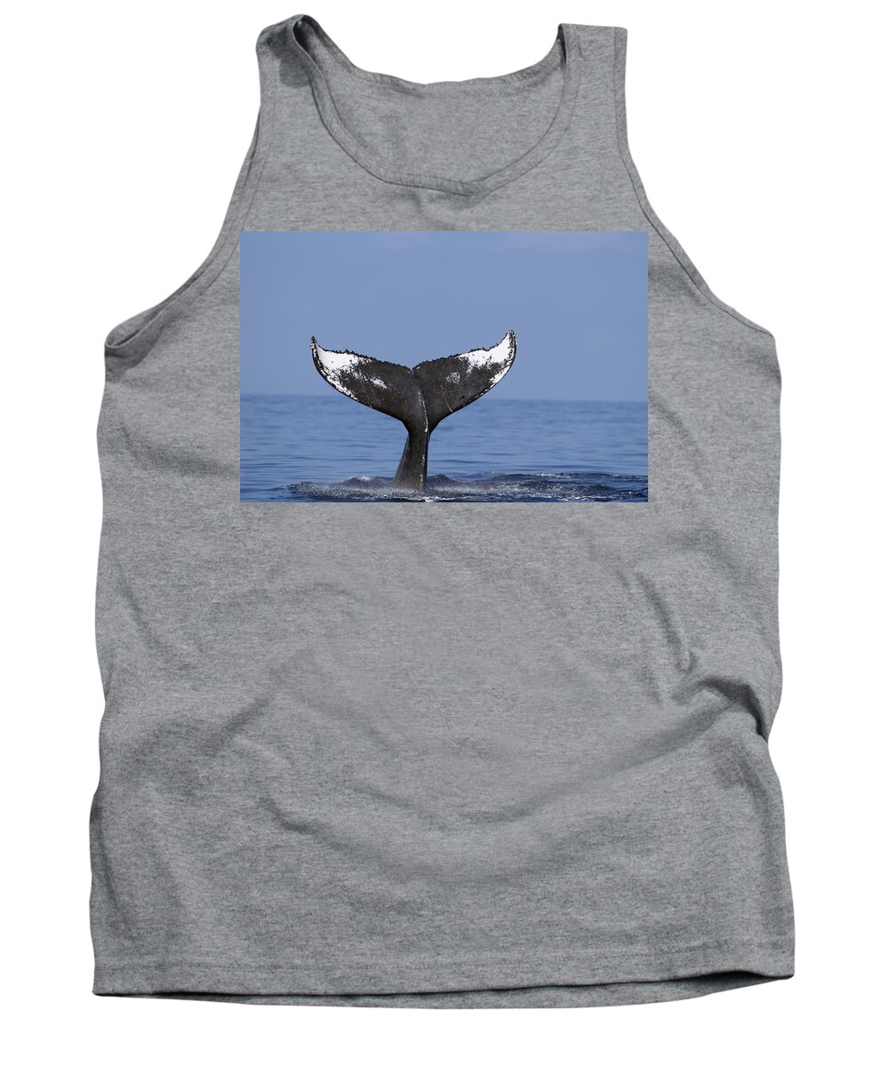 00999156 Tank Top featuring the photograph Humpback Whale Tail Maui Hawaii #3 by Flip Nicklin