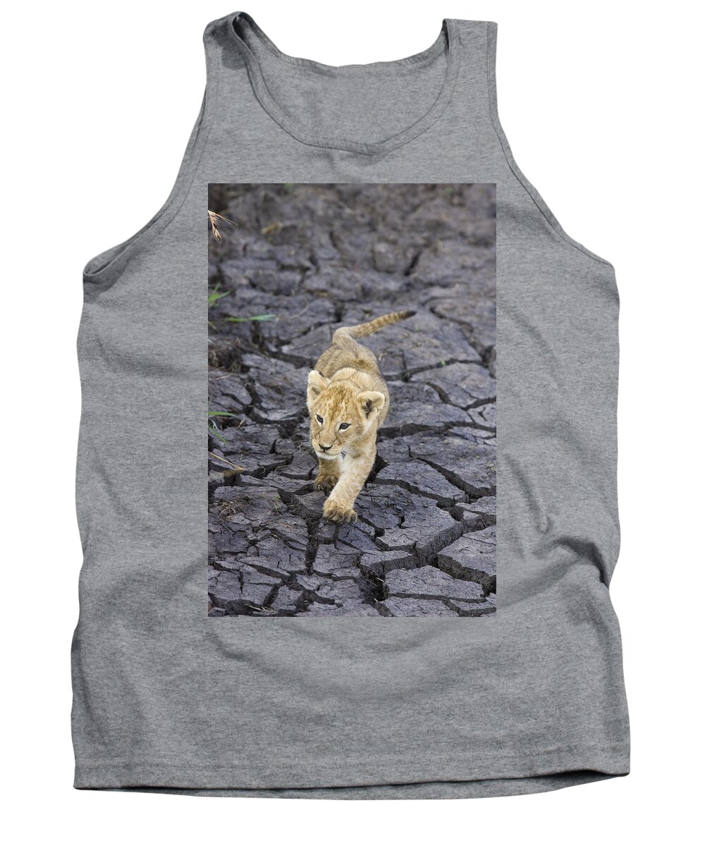 00761330 Tank Top featuring the photograph African Lion Cub Walking On Dry by Suzi Eszterhas