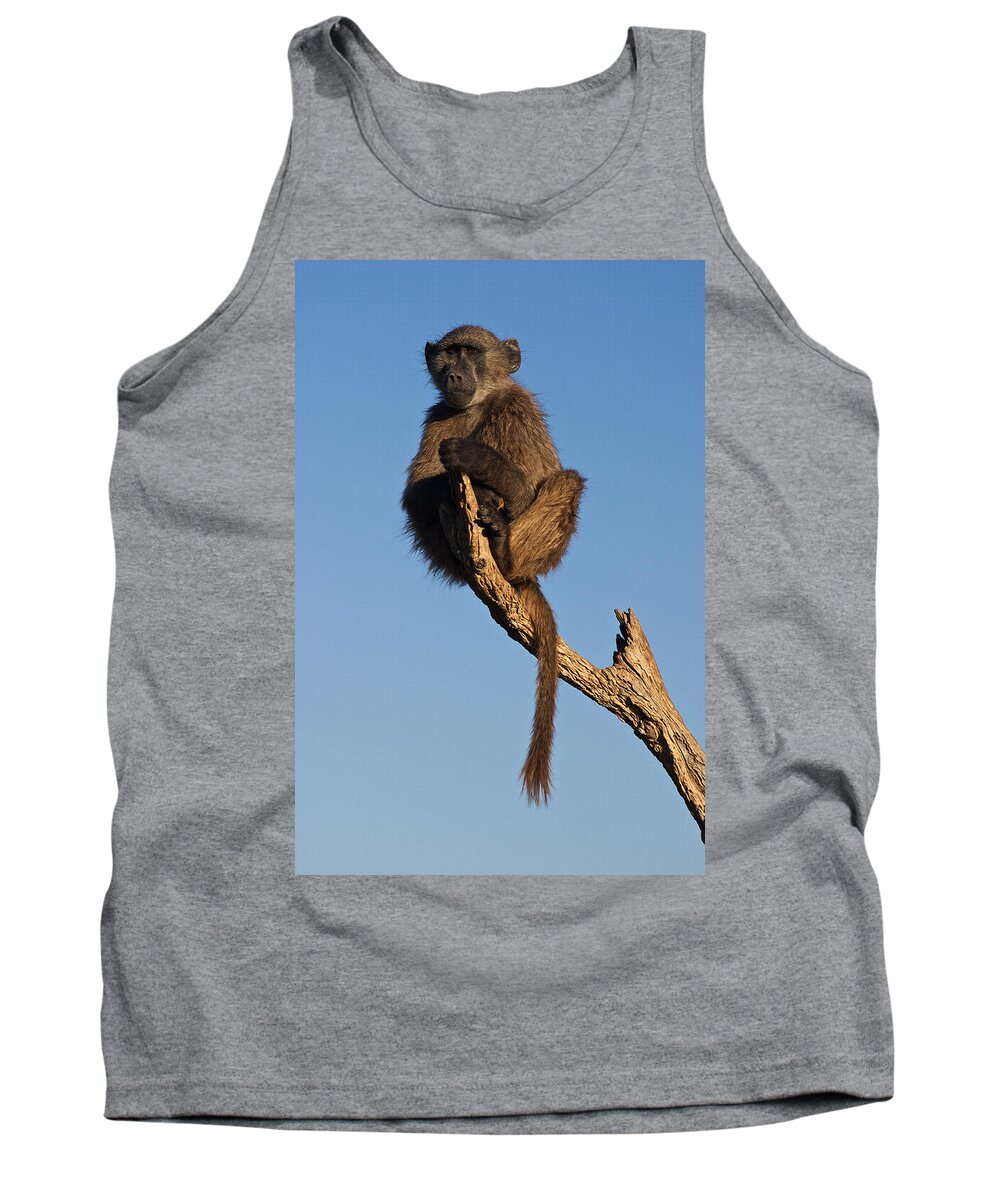 Baboon Tank Top featuring the photograph Baboon Sentry Namibia by David Kleinsasser