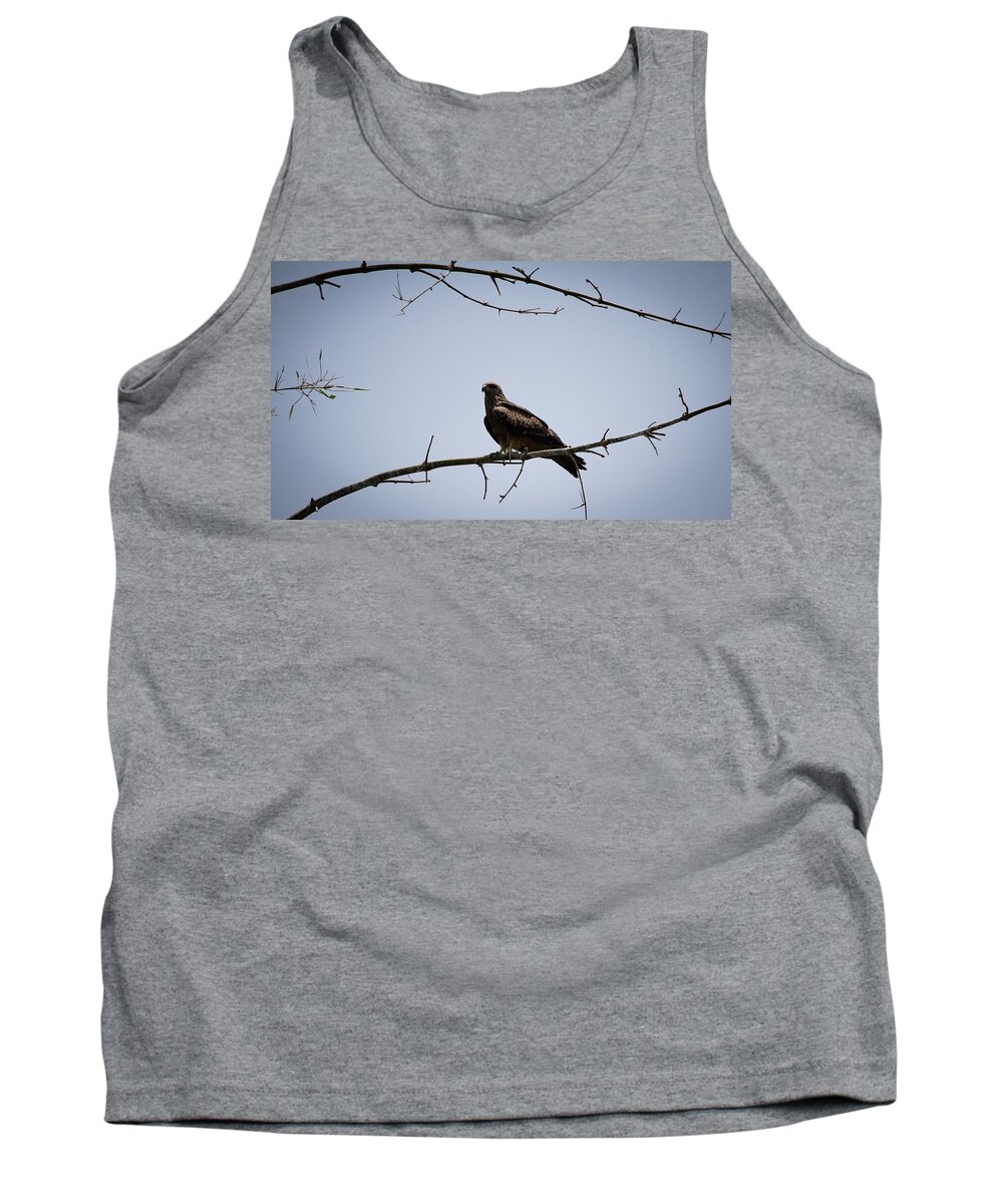 Black Kite Tank Top featuring the photograph Black Kite by SAURAVphoto Online Store