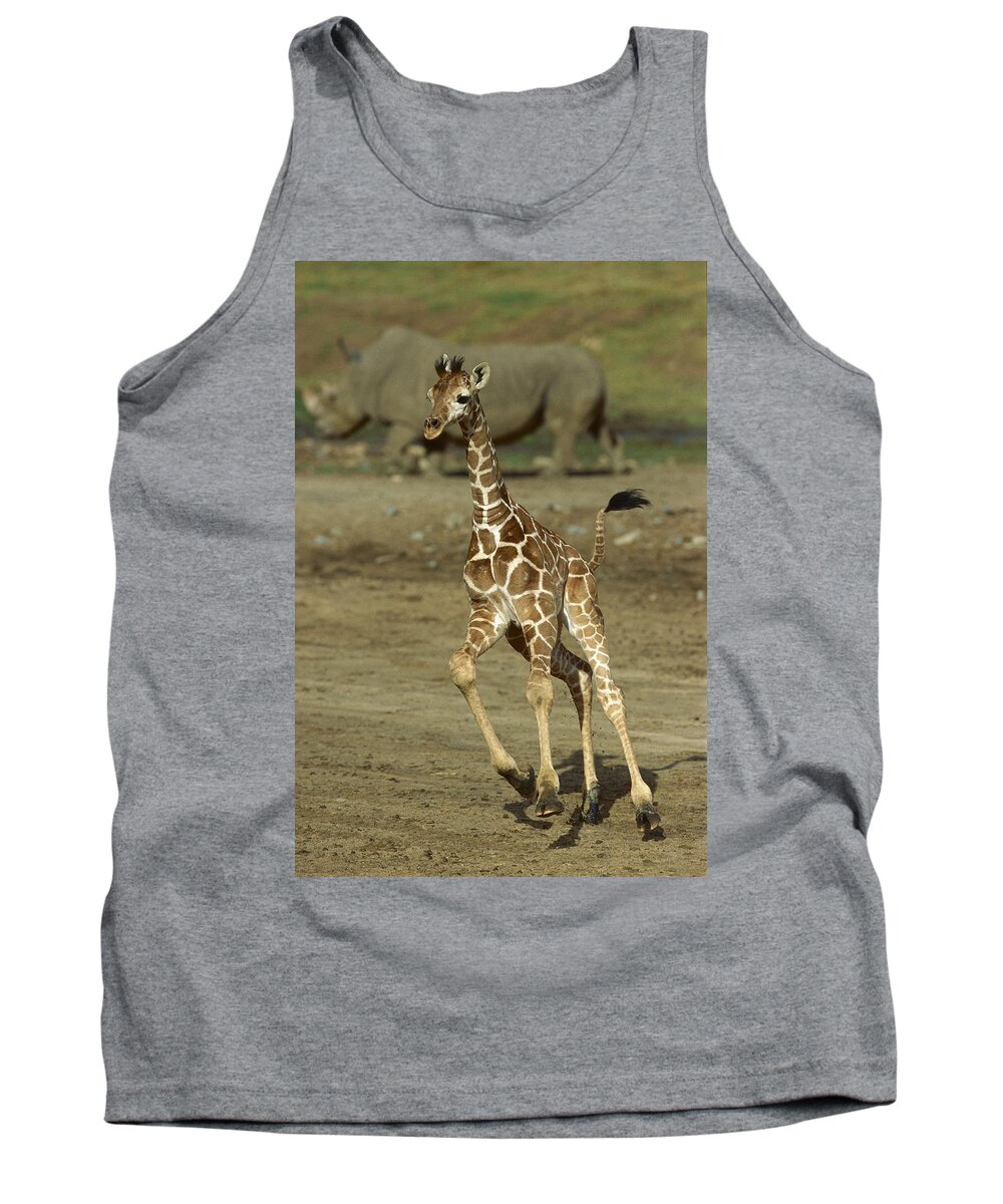 Mp Tank Top featuring the photograph Giraffe Giraffa Camelopardalis Juvenile by Zssd