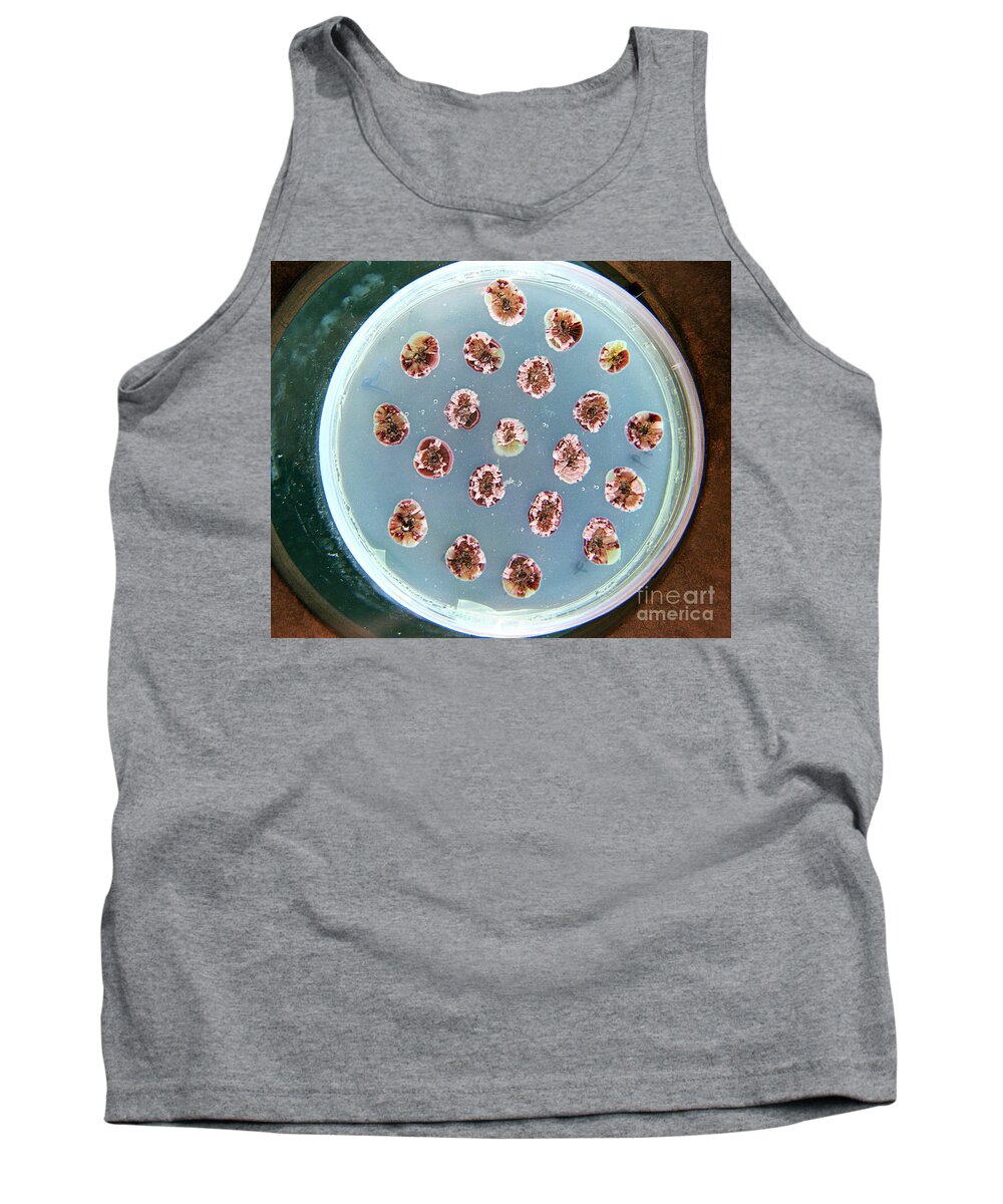 America Tank Top featuring the photograph Gm Bacteria Research To Produce Biofuel by National Renewable Energy Laboratory / U.S. Department of Energy