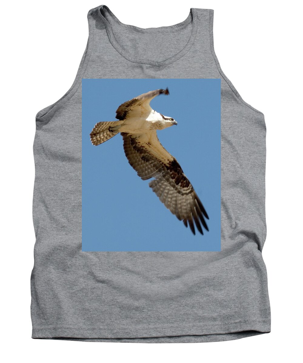 Osprey Tank Top featuring the photograph High Flyer by Brent L Ander